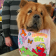 Illustration for article titled Picking Up Scraps At The Westminster Dog Show